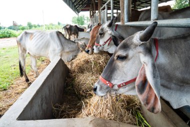Cowshed, Hayvancılık Tayland pirinç saman yiyerek inek
