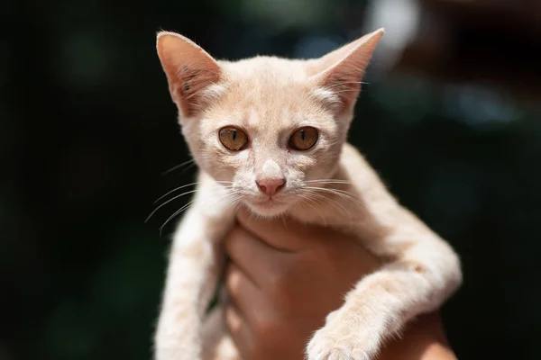 可爱的小猫手持 宠物在家里 — 图库照片