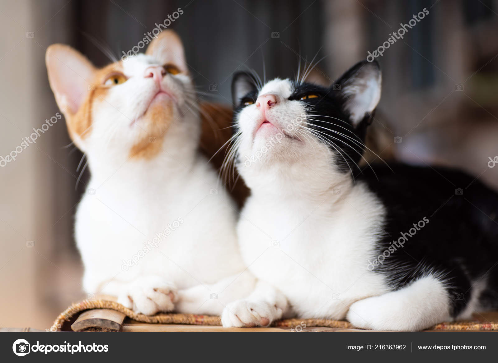 Two Cats Sitting Together Mat Cute Pets Home \u2014 Stock Photo