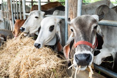 Cowshed, Hayvancılık Tayland pirinç saman yiyerek inek