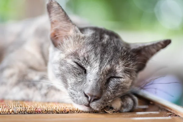 Cute gray cat is sleeping on the mat, pet at home