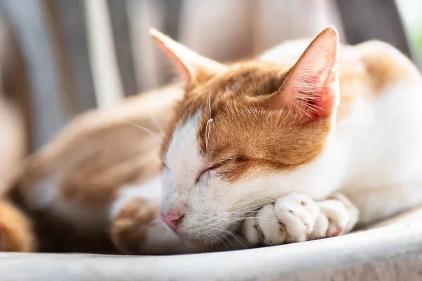 Lindo Gato Está Durmiendo Silla Plástico Mascota Casa — Foto de Stock