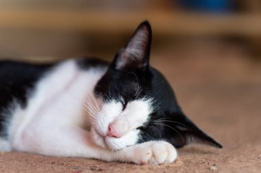 Yere yat, evde beslenen hayvan evde uyuyan siyah ve beyaz kedi