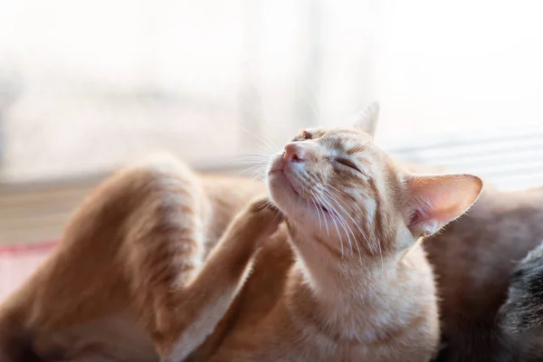 Ginger Cat Está Arañando — Foto de Stock