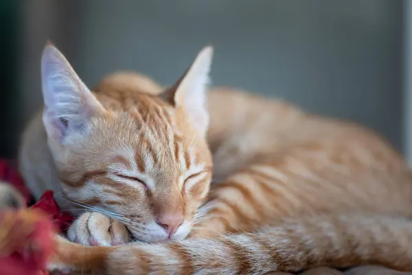 Ginger Cat Durmiendo Alfombra Mascota Casa — Foto de Stock