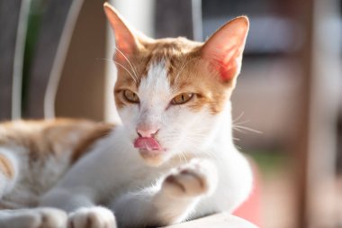 Şirin kedi yalama ve kendisini sandalye, evde, evde beslenen hayvan damat