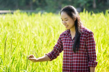Asyalı Genç kadın çiftçi organik pirinç alan kalitesini kontrol