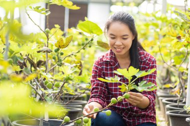 Asyalı Genç kadın çiftçi Organik incir bahçede incir meyve toplama