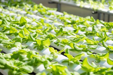 Büyüyen Hydroponic sistemi, sebze tarım taze marul bitki