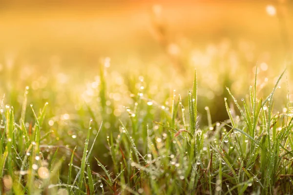 Groen Gras Bladeren Met Dew Drop Zonlicht Ochtend — Stockfoto
