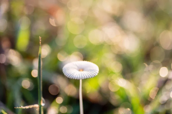 Champiñones Hierba Verde Con Gota Rocío Luz Solar Mañana —  Fotos de Stock