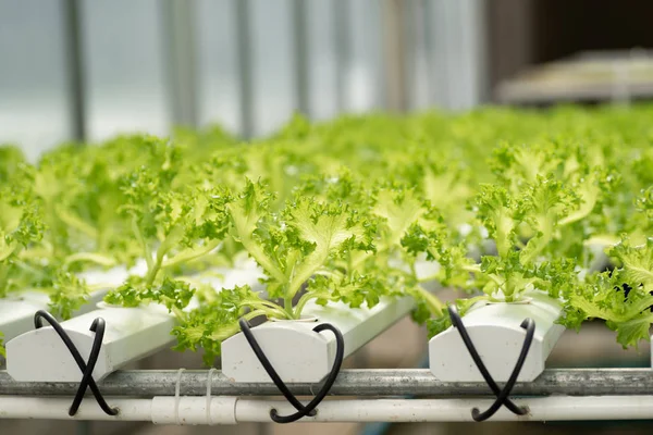 Planta Lechuga Fresca Que Crece Sistema Hidropónico Granja Verduras — Foto de Stock