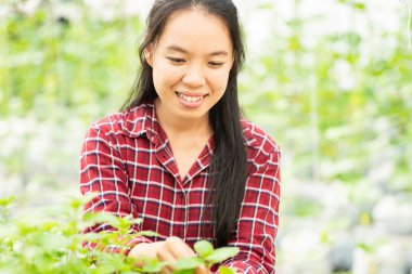 Asyalı Genç kadın çiftçi organik sebze bahçesinde biber nane yaprağı toplama