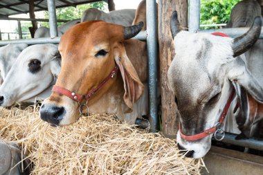 Cowshed, Hayvancılık Tayland pirinç saman yiyerek inek