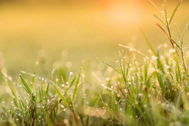 Yeşil çim sahası çiğ damla ve sabahları güneş ışığı ile