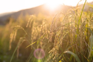 Altın pirinç alan Tayland güneş ışığı ile