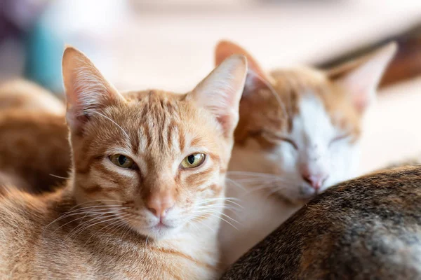 Gato Gengibre Bonito Olhando Para Câmera Animal Estimação Casa — Fotografia de Stock