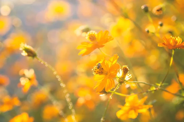 Fioritura Fiori Cosmo Giallo Giardino Con Luce Solare — Foto Stock