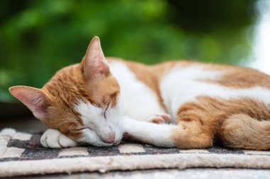 Şirin kedi evcil hayvan evde bir halı üzerinde uyuyor