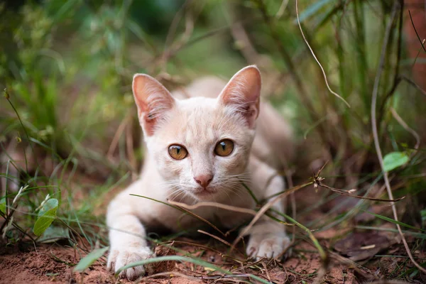 Ginger Cat Żółte Oczy Bawić Się Ogrodzie — Zdjęcie stockowe