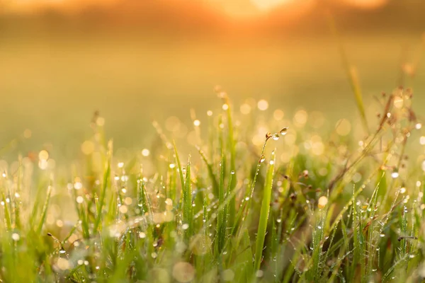 Groen Gras Bladeren Met Dew Drop Zonlicht Ochtend — Stockfoto