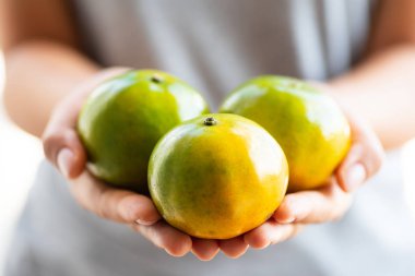 Mandalina portakal meyve vermek için el ile tutarak