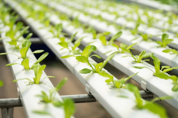 Planta Lechuga Joven Que Crece Granja Hidropónica Verduras — Foto de Stock