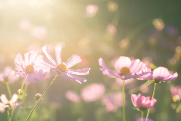 Roze Kosmos Bloem Bloei Komt Tuin Met Zonlicht — Stockfoto