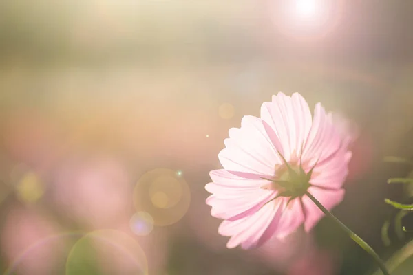 Roze Kosmos Bloem Bloei Komt Een Tuin Met Zonlicht — Stockfoto