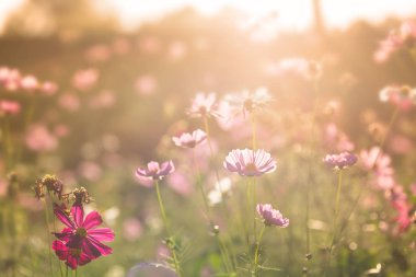 Pembe cosmos çiçek çiçek bahçesinde bulunan güneş ışığı