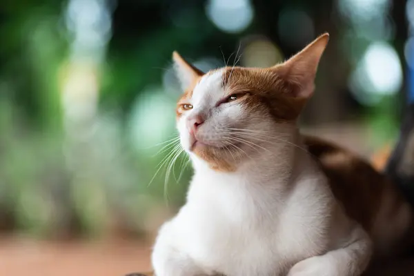 Lindo Gato Buscando Algo Gato Tailandés — Foto de Stock