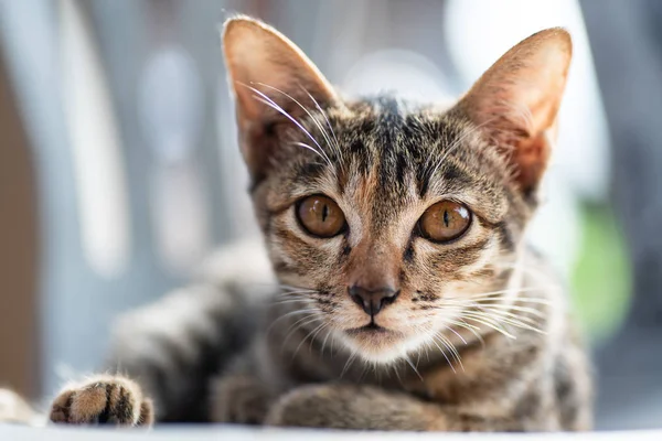 Retrato Gato Está Sentado Silla Mirando Cámara Linda Mascota Casa — Foto de Stock