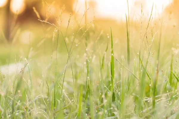 Groen Gras Bladeren Met Dew Drop Zonlicht Ochtend — Stockfoto