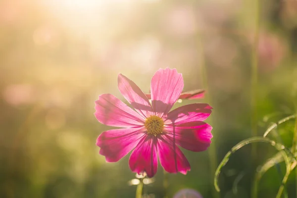 Roze Kosmos Bloem Bloei Komt Een Tuin Met Zonlicht — Stockfoto