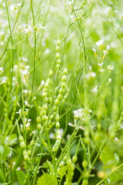 Rat Tailed Ředkvička Ředkev Hada Nebo Ocas Pod Ředkev Raphanus — Stock fotografie