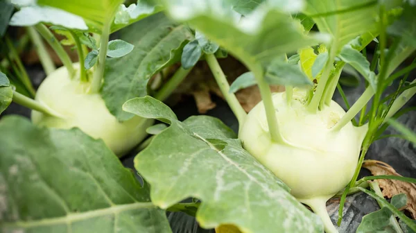 Kohlrabi Kasvaa Luonnonmukaisessa Kasvimaa Valmis Sadonkorjuuseen — kuvapankkivalokuva