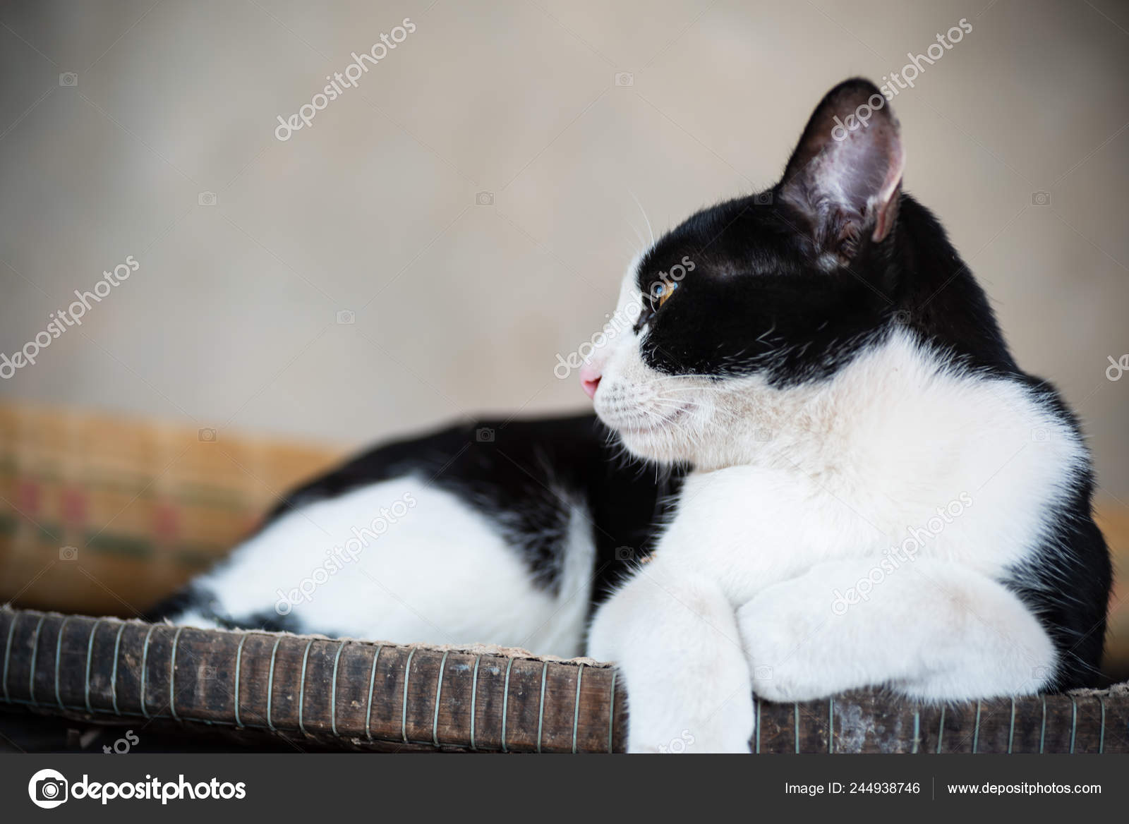 White Black Cat Yellow Eyes Cute Pet Home Stock Photo