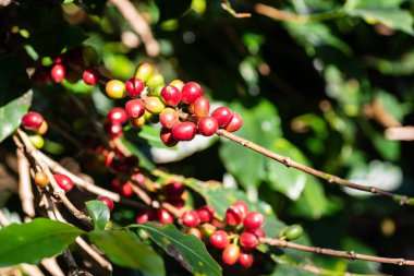Çiğ kahve çekirdekleri içinde organik kahve saç ekimi, Tayland