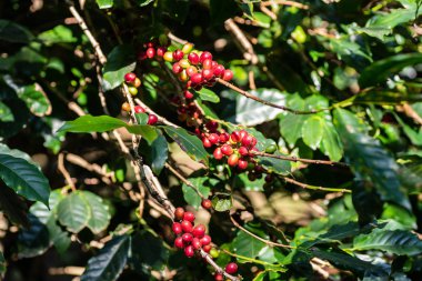 Çiğ kahve çekirdekleri içinde organik kahve saç ekimi, Tayland