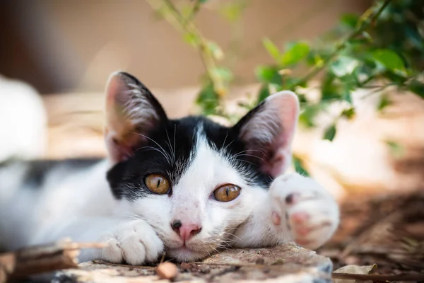 Zbliżenie Twarzy Czarno Biały Kot Ziemi Ogrodzie — Zdjęcie stockowe