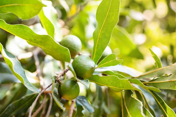 Macadamia nut ağaç organik alanında gelişen