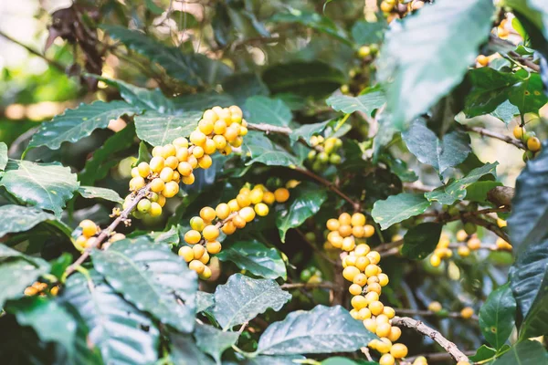 泰国有机咖啡种植园的生咖啡豆 — 图库照片