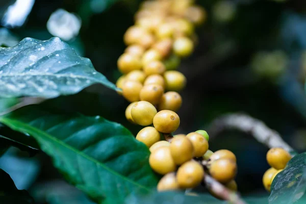 泰国有机咖啡种植园的生咖啡豆 — 图库照片