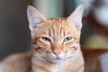 Zencefil kedi fotoğraf makinesi vasıl evde beslenen hayvan evde seyir portresi