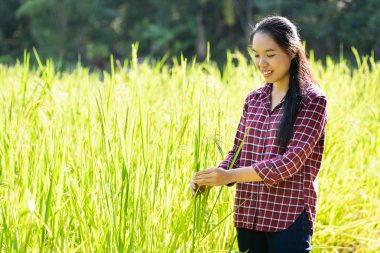 Organik pirinç alan kalitesini kontrol Asyalı kadın çiftçi