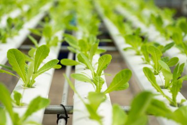 Genç Marul Hydroponic sistemi, sebze çiftliği büyüyen bitki