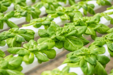 Büyüyen Hydroponic sistemi, sebze tarım taze marul bitki