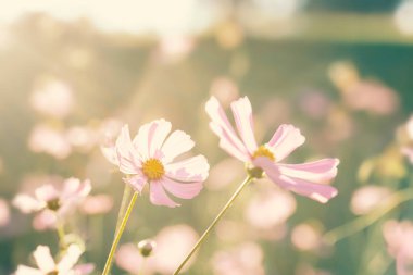 Güneş ışığı alan, Bahar sezonu ile pembe cosmos çiçek