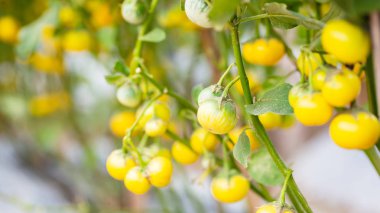 Tay patlıcan organik sebze bahçesinde hasat için hazır sarı