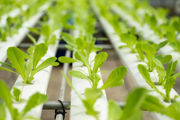 Planta Lechuga Joven Creciendo Sistema Hidropónico Granja Verduras — Foto de Stock